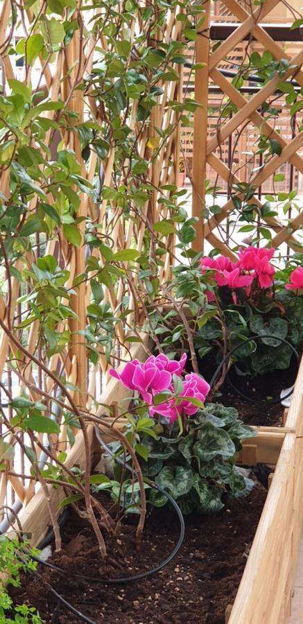 Bed and Breakfast In Terrazza Da Giusy Rom Exterior foto